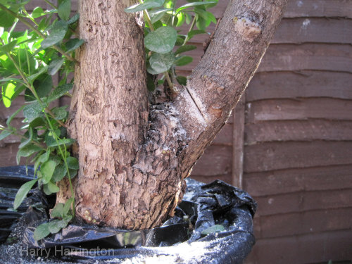 Large Privet Bonsai Progression 